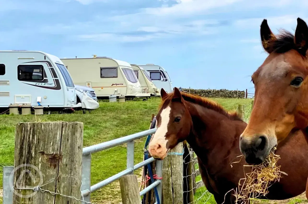 Grass pitches and neighbouring horses