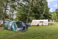 Non electric woodland grass pitches for tents, small campervans, and motorhomes
