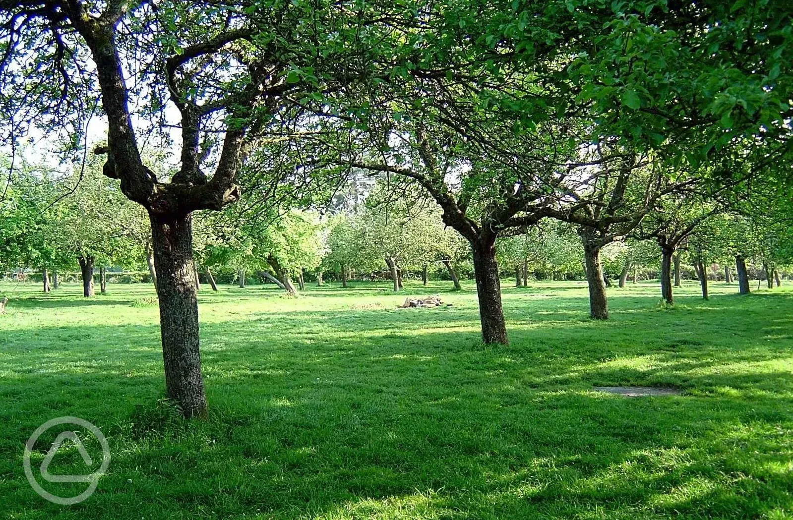 Camping orchard