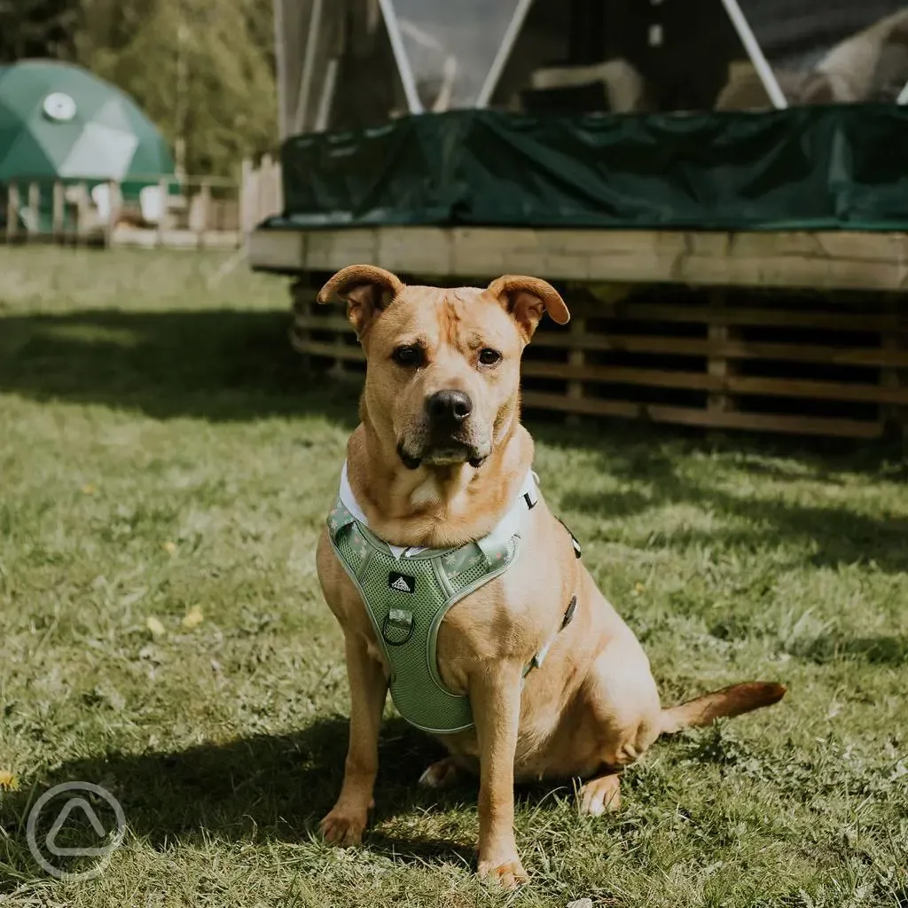 Dog friendly glamping