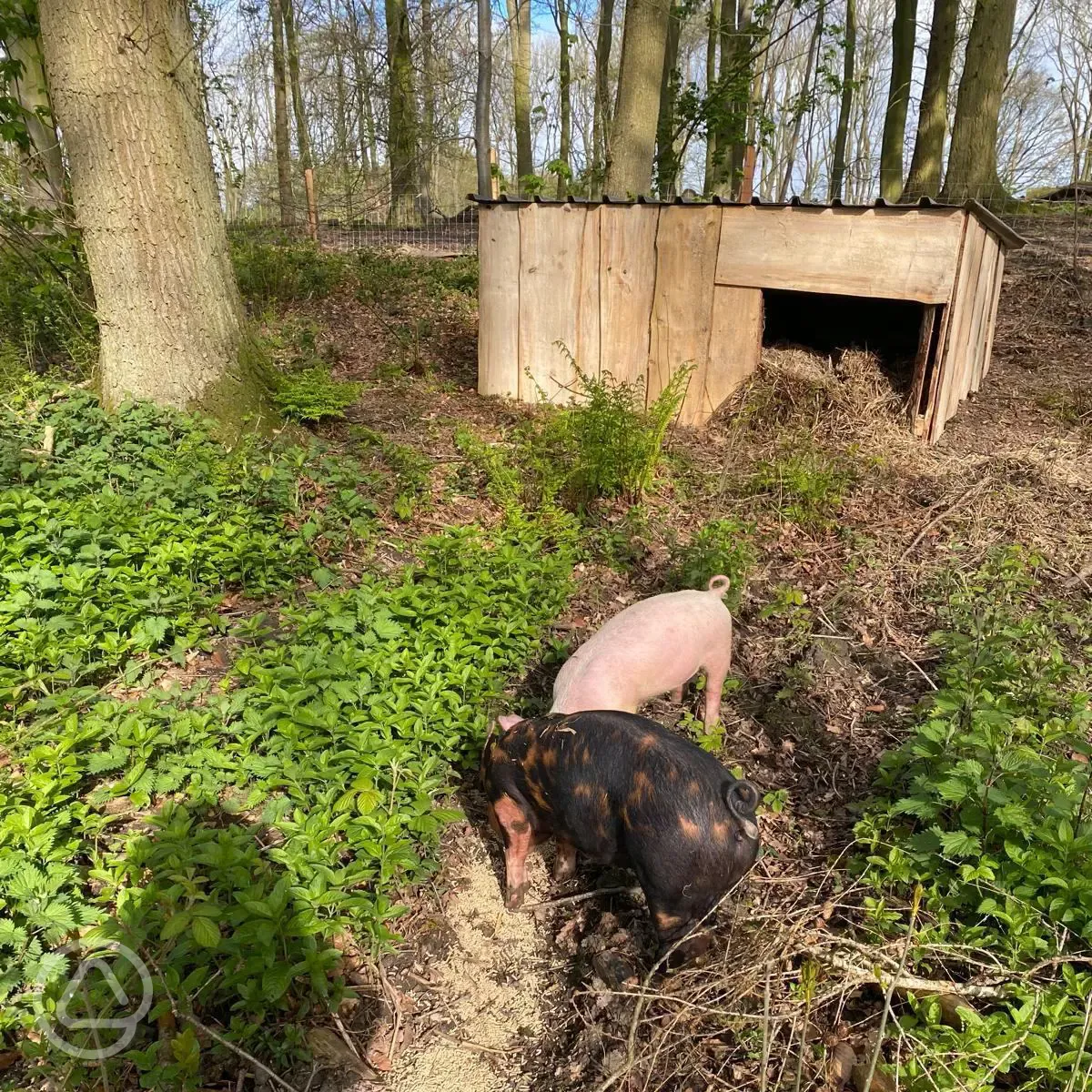 Pigs at the onsite smallholding