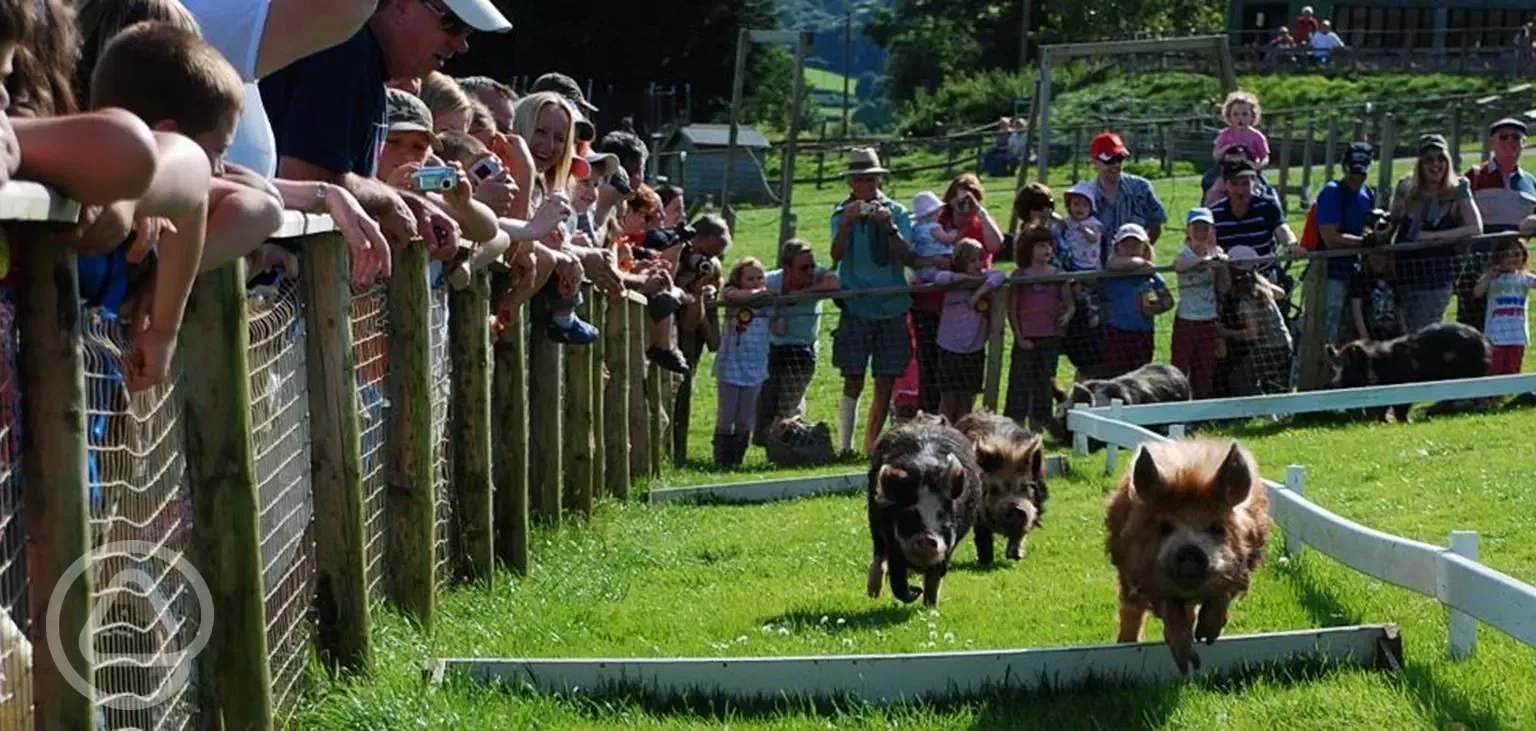 Pig racing at Cantref Camp Site