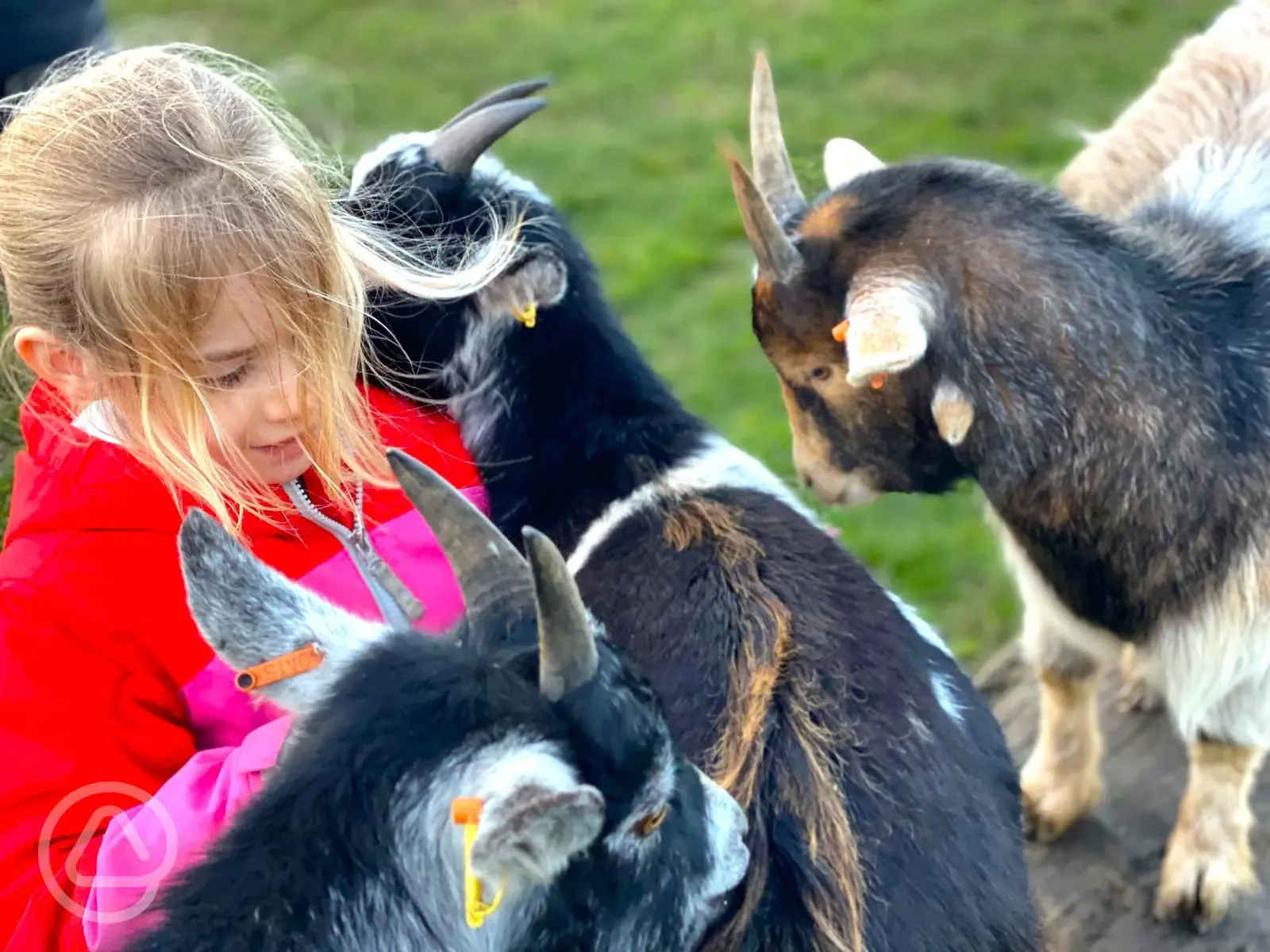 Feeding the onsite animals