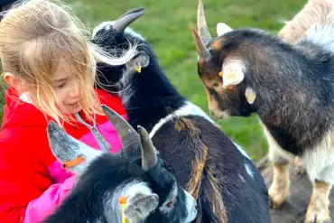 Feeding the onsite animals