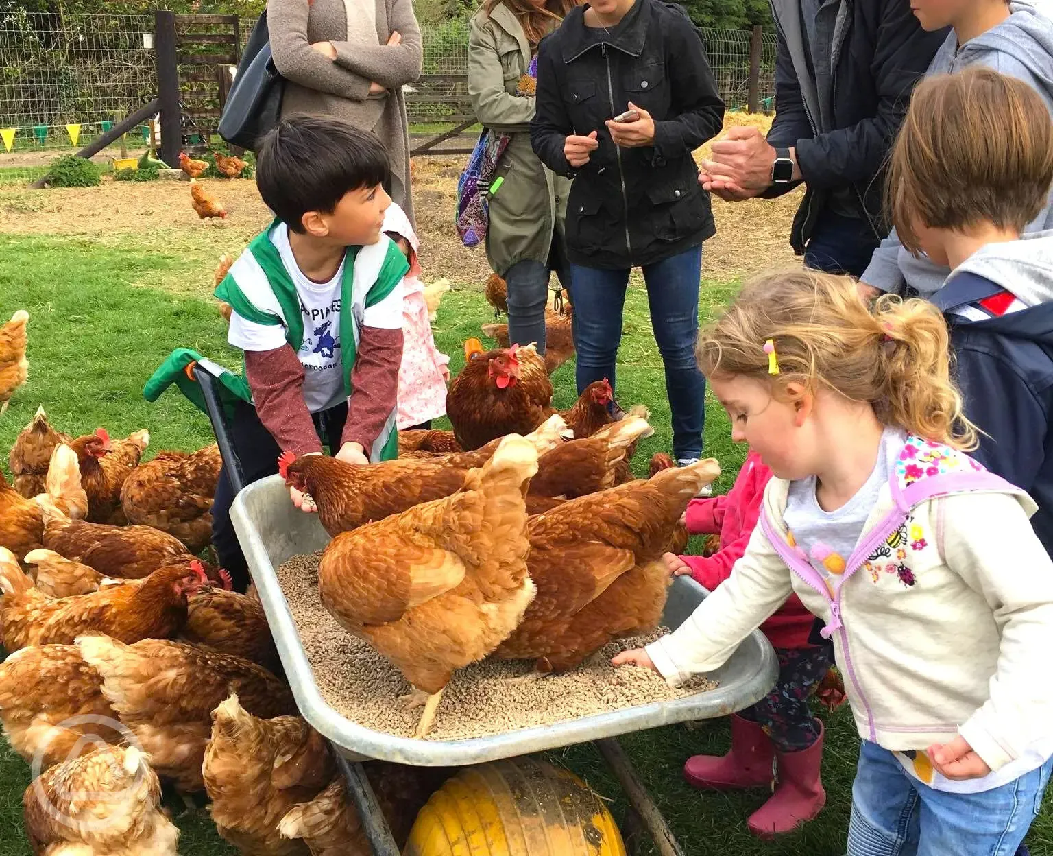 Feeding the onsite animals