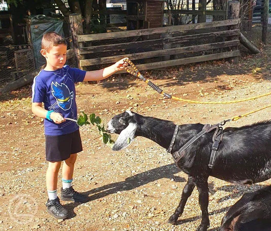 Feeding the onsite animals