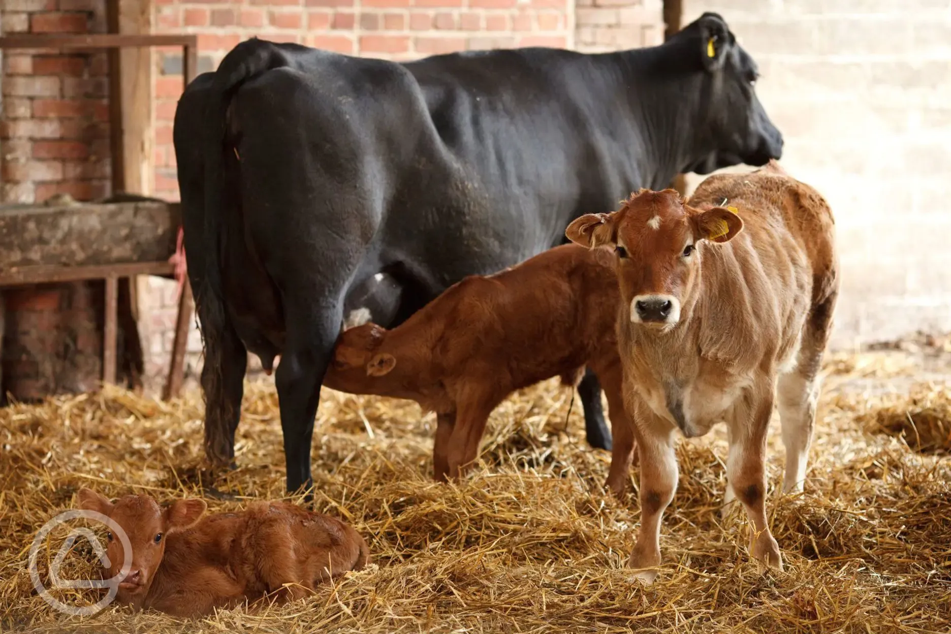 Farm setting with baby calves