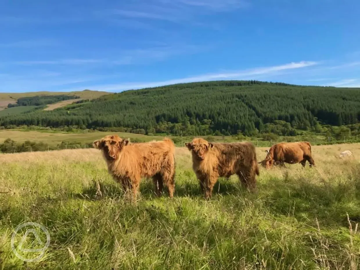 Cows in neighbouring fields