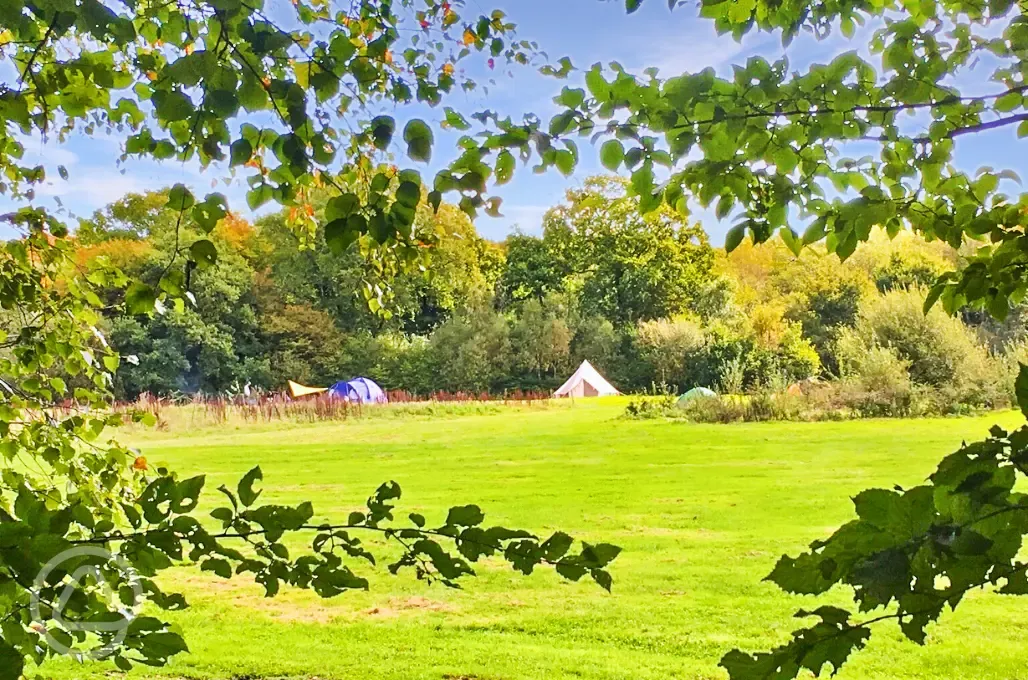 Camping field surrounded by beautiful woods