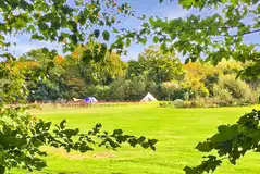 Camping field surrounded by woods