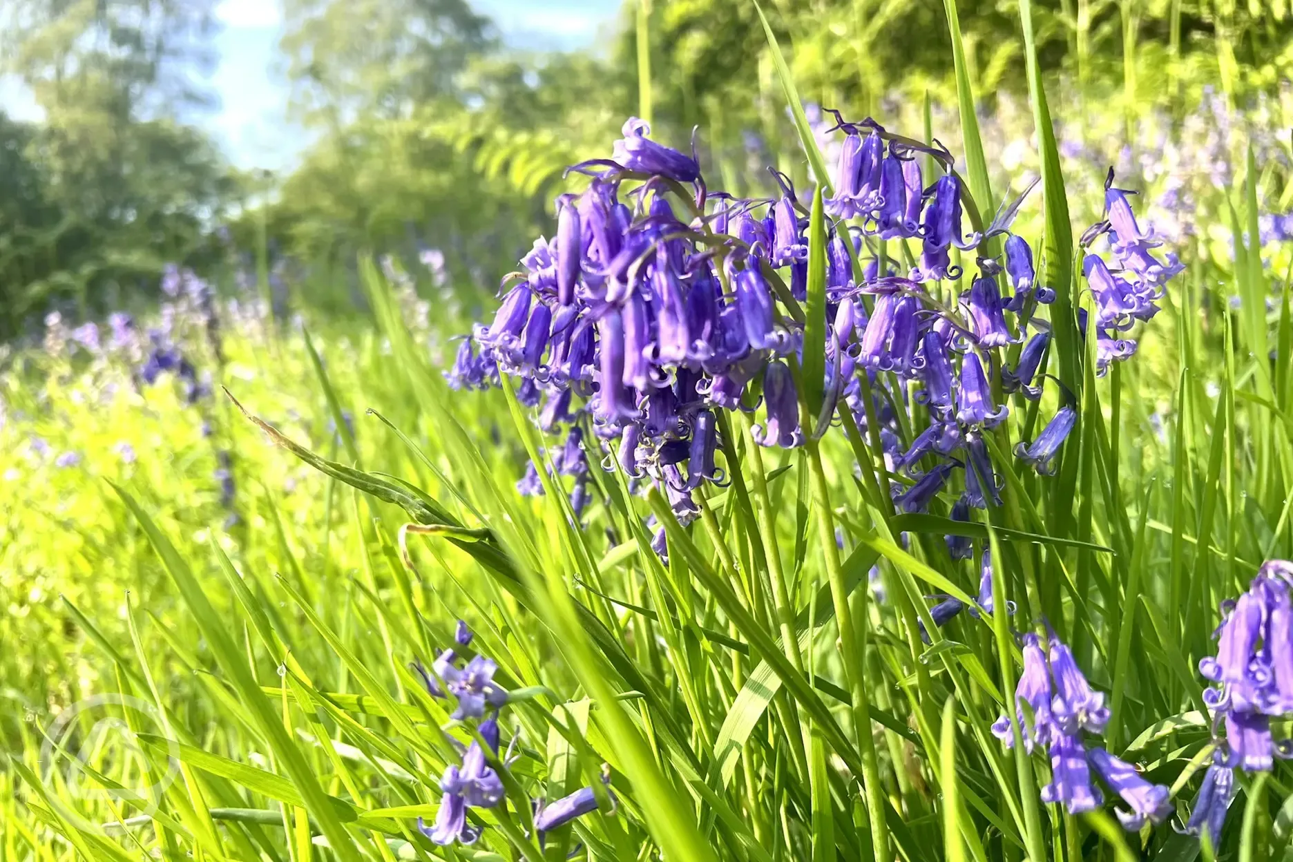 Bluebells onsite