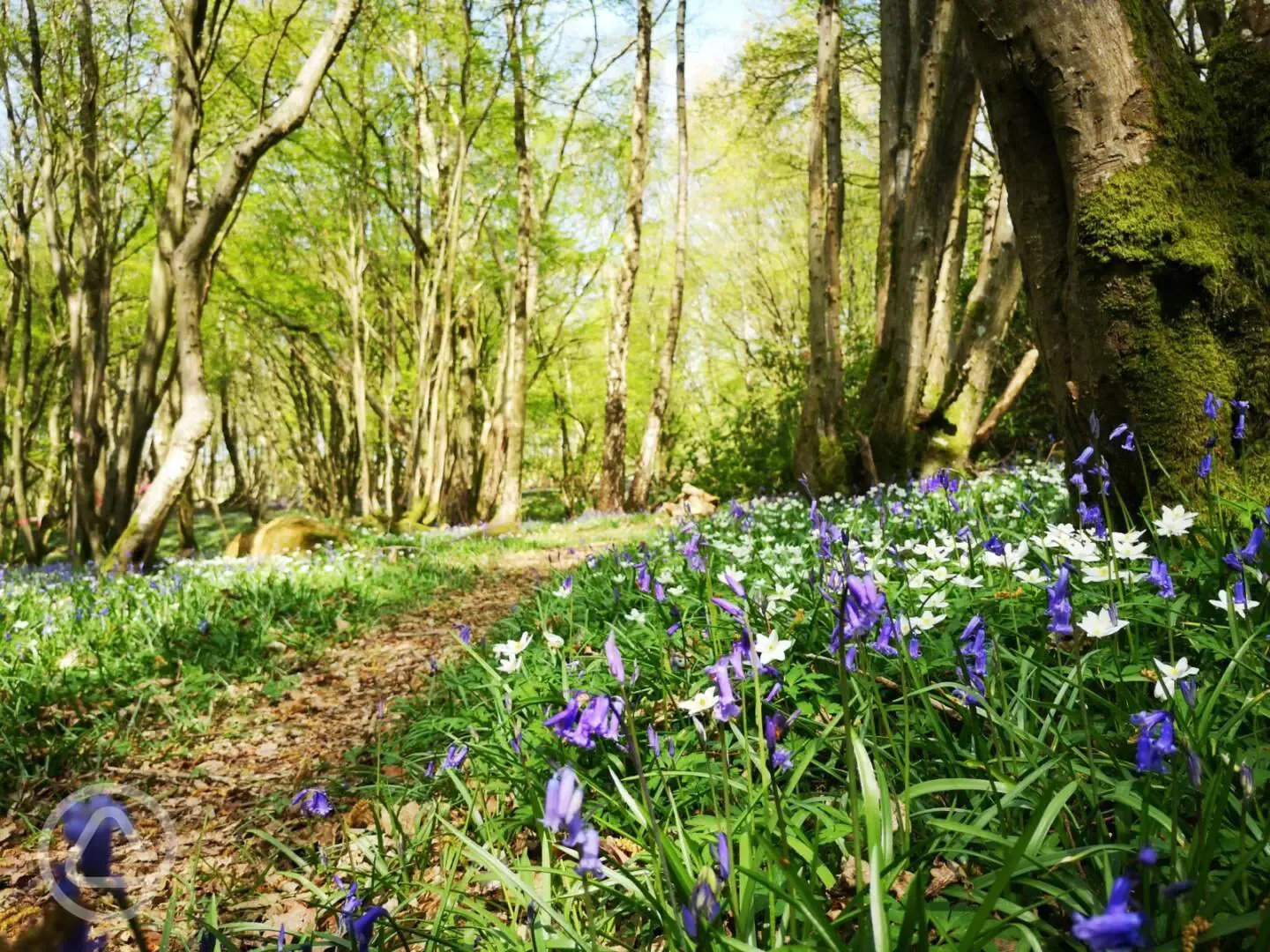 Bluebell walk - the woods are carpetted end april beginng of may