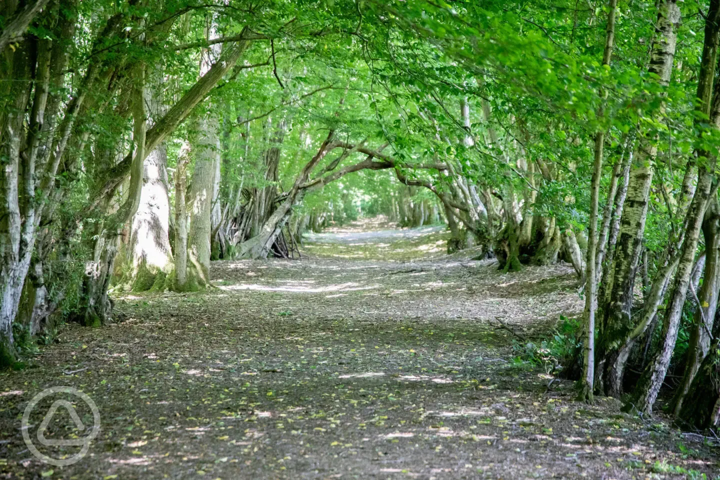 Woodland walk - you can easily find a quiet corner of the woods all to yourself