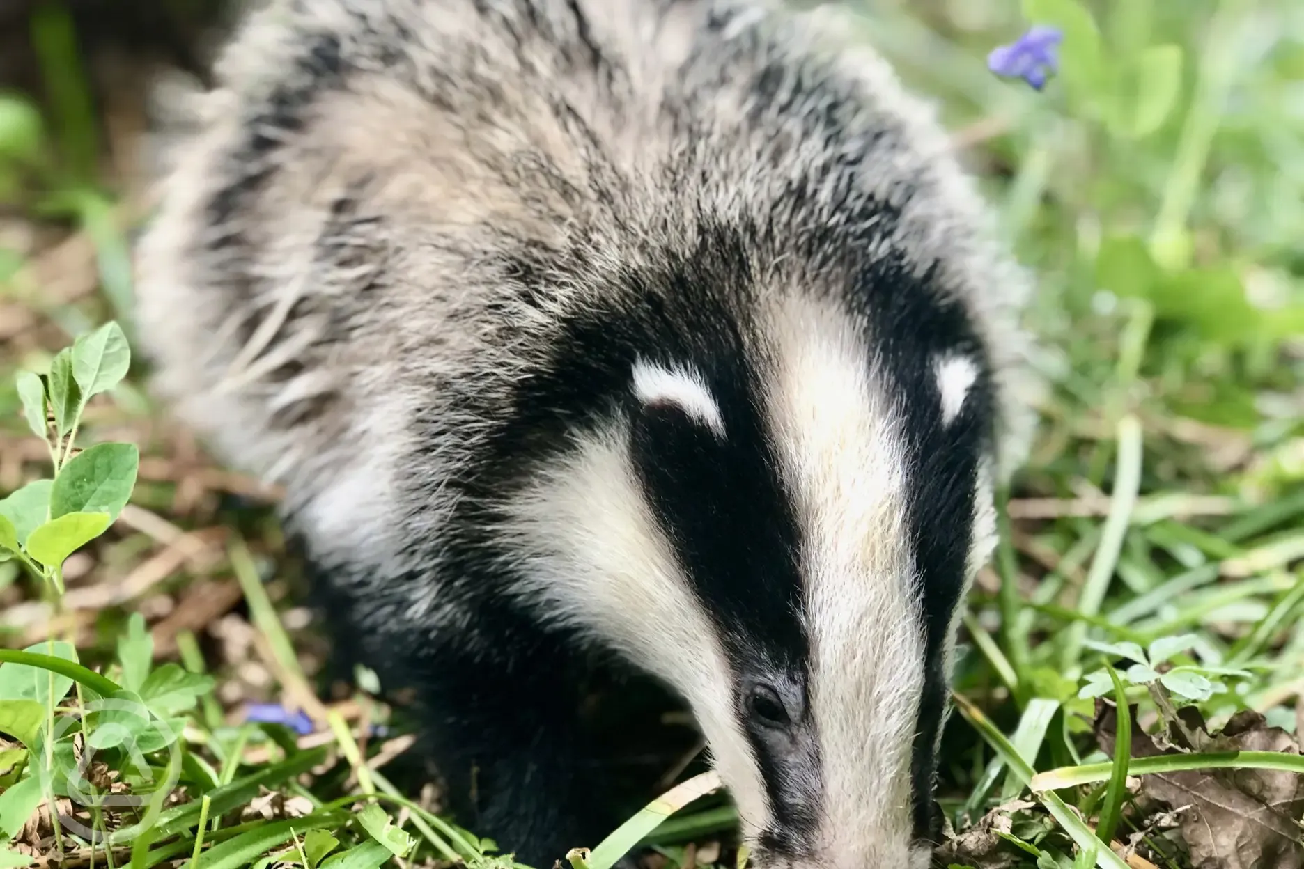 Visiting wildlife
