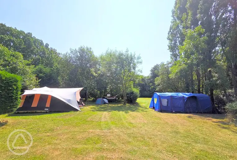 Camping field at Dogwood Camping and Glamping, Rye