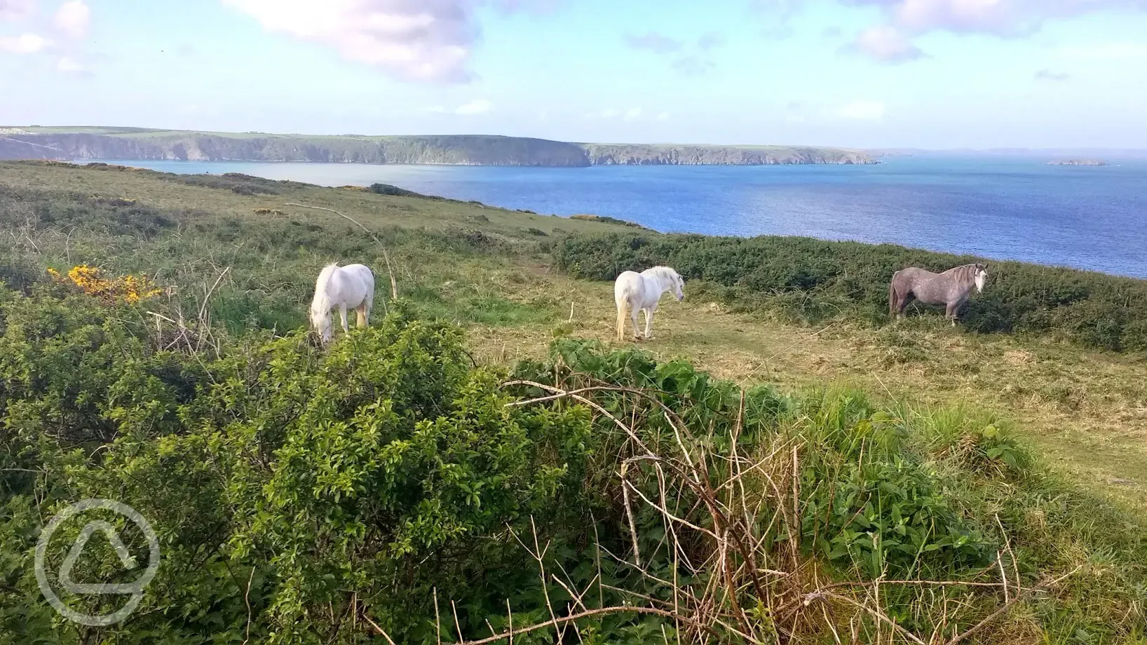 Ponies on the Pembrokeshire Coastal Path nearby