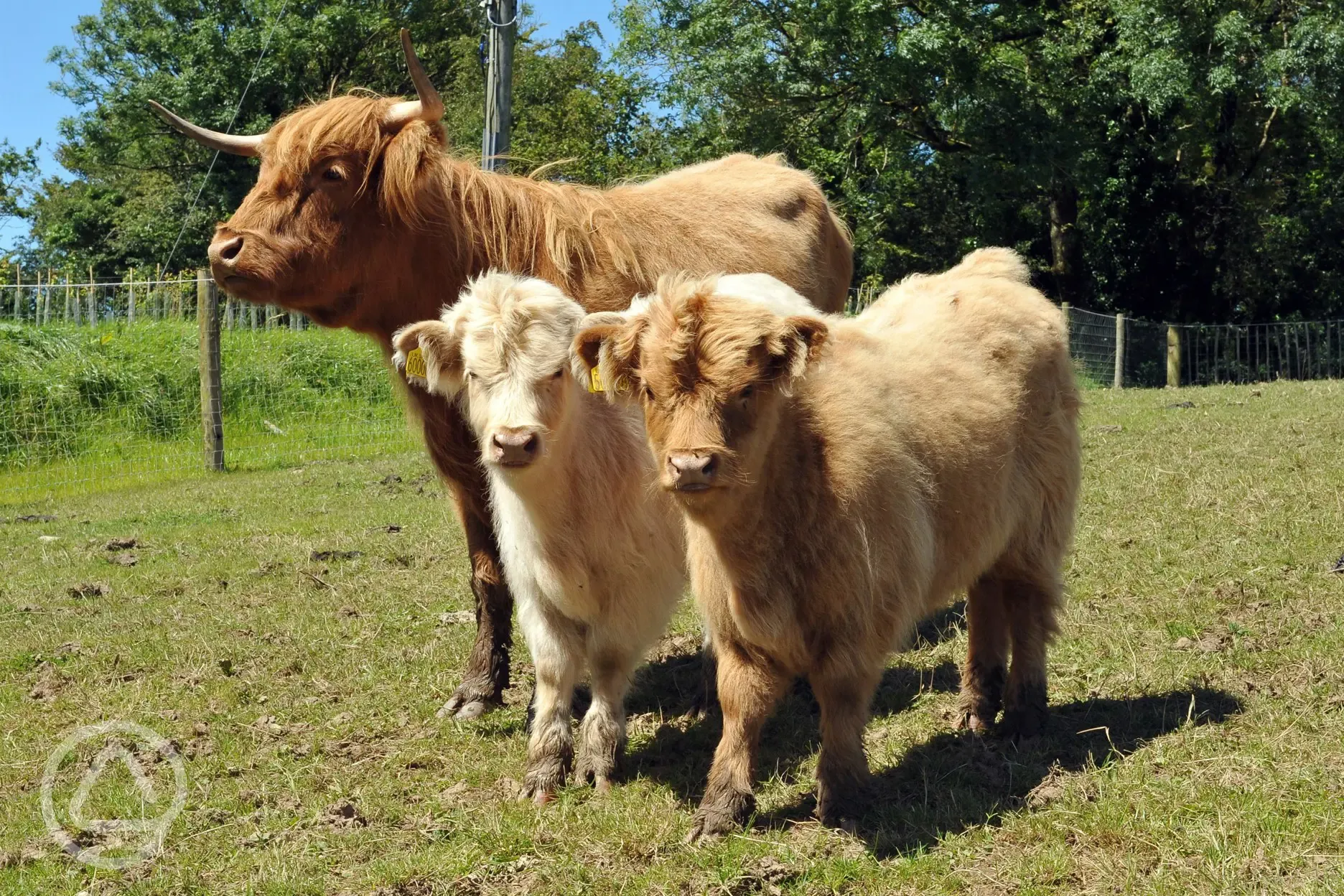 The HIghland Cattle Fold