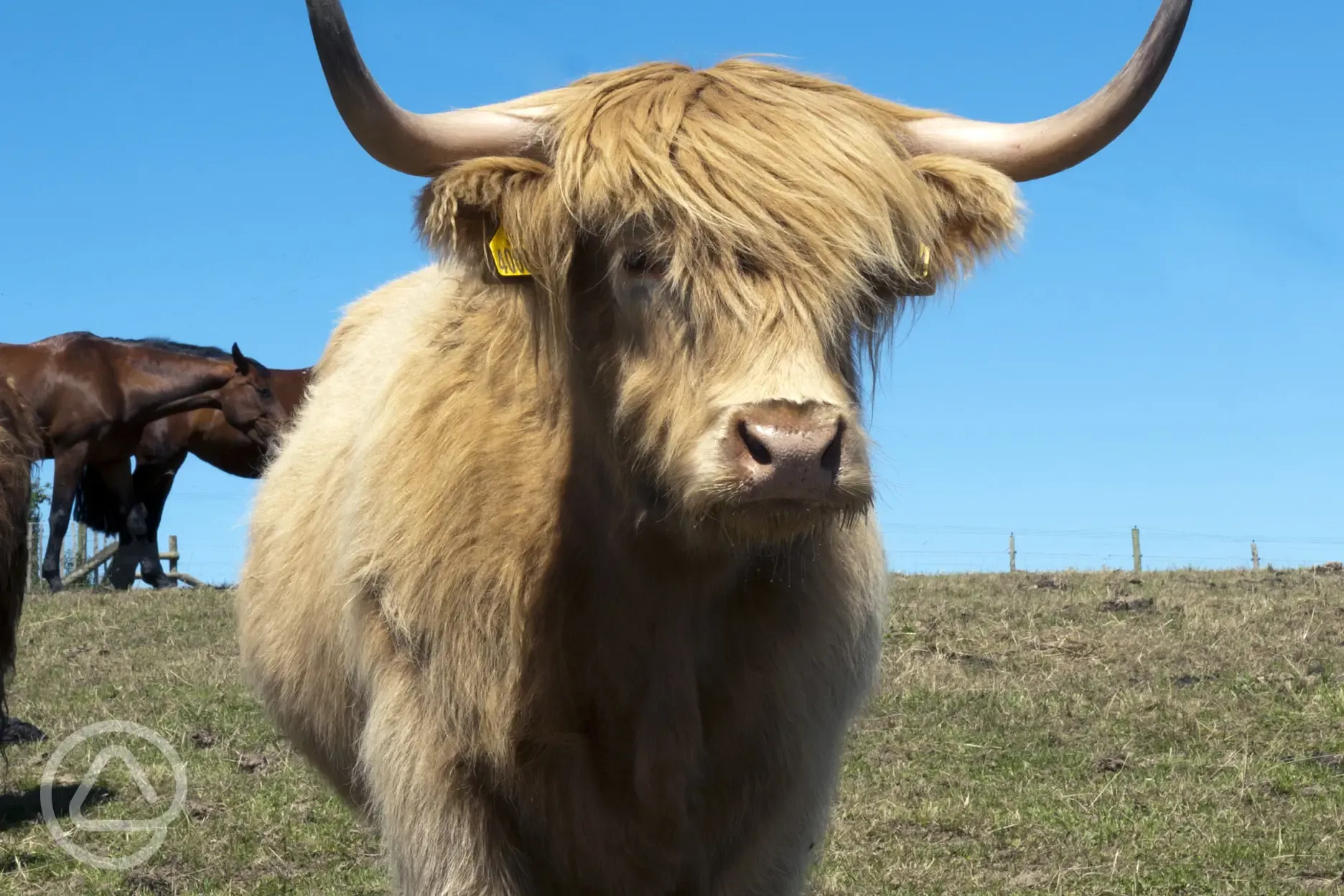 Highland Cows