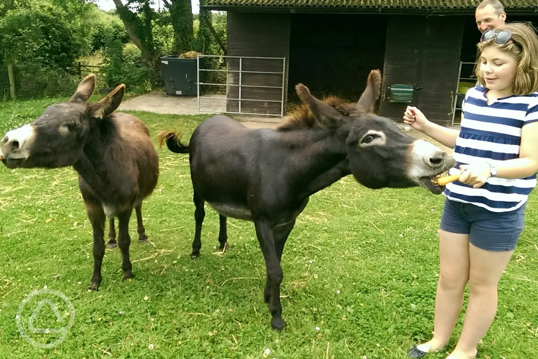 The Dunsdon Donkeys 