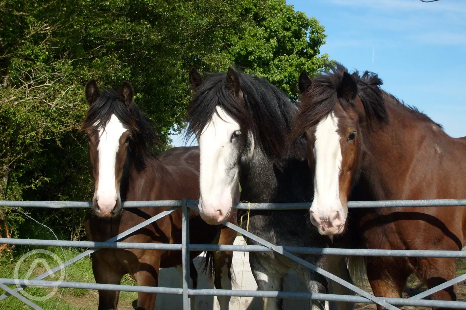 Shire horses