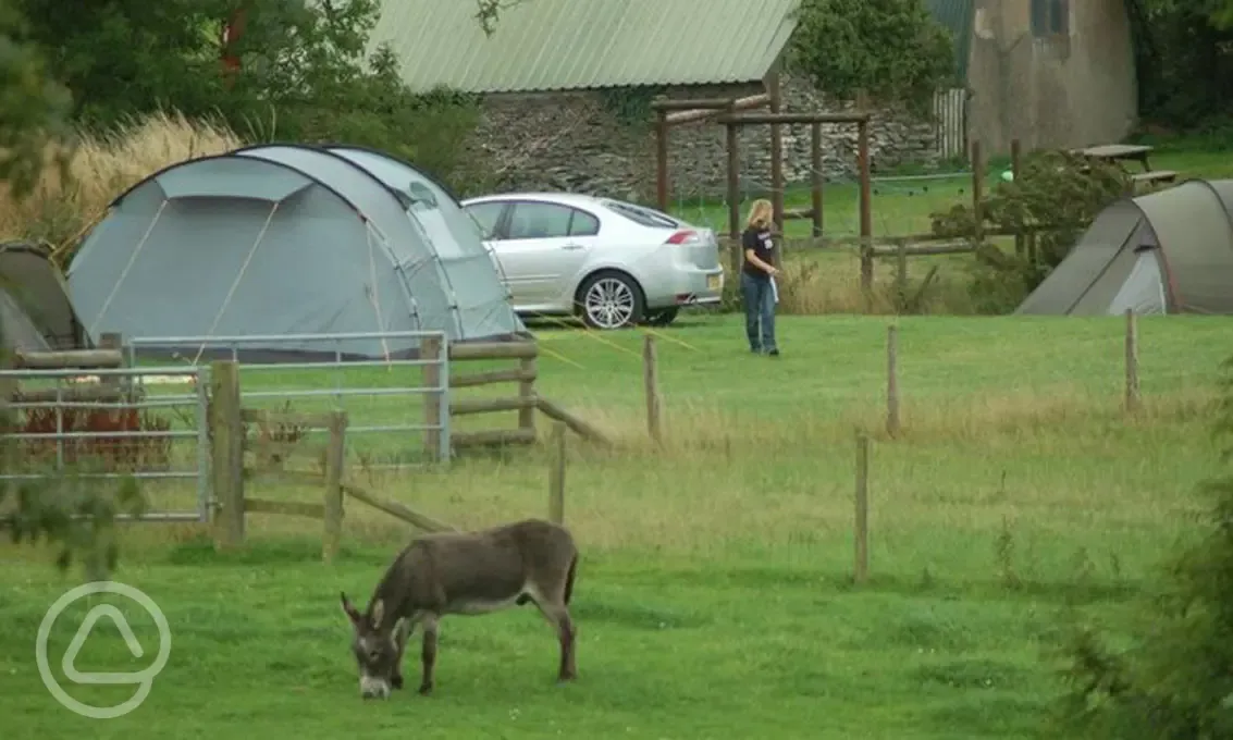 Tent camping at Dyfed Shire Farm