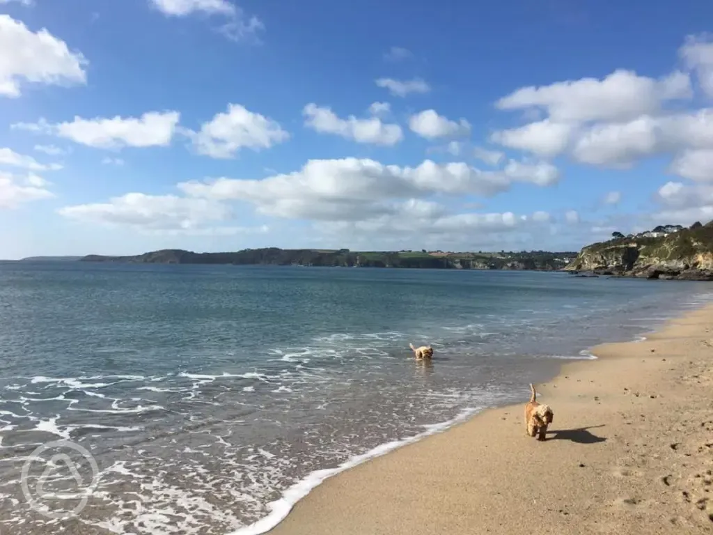 Nearby dog friendly beaches