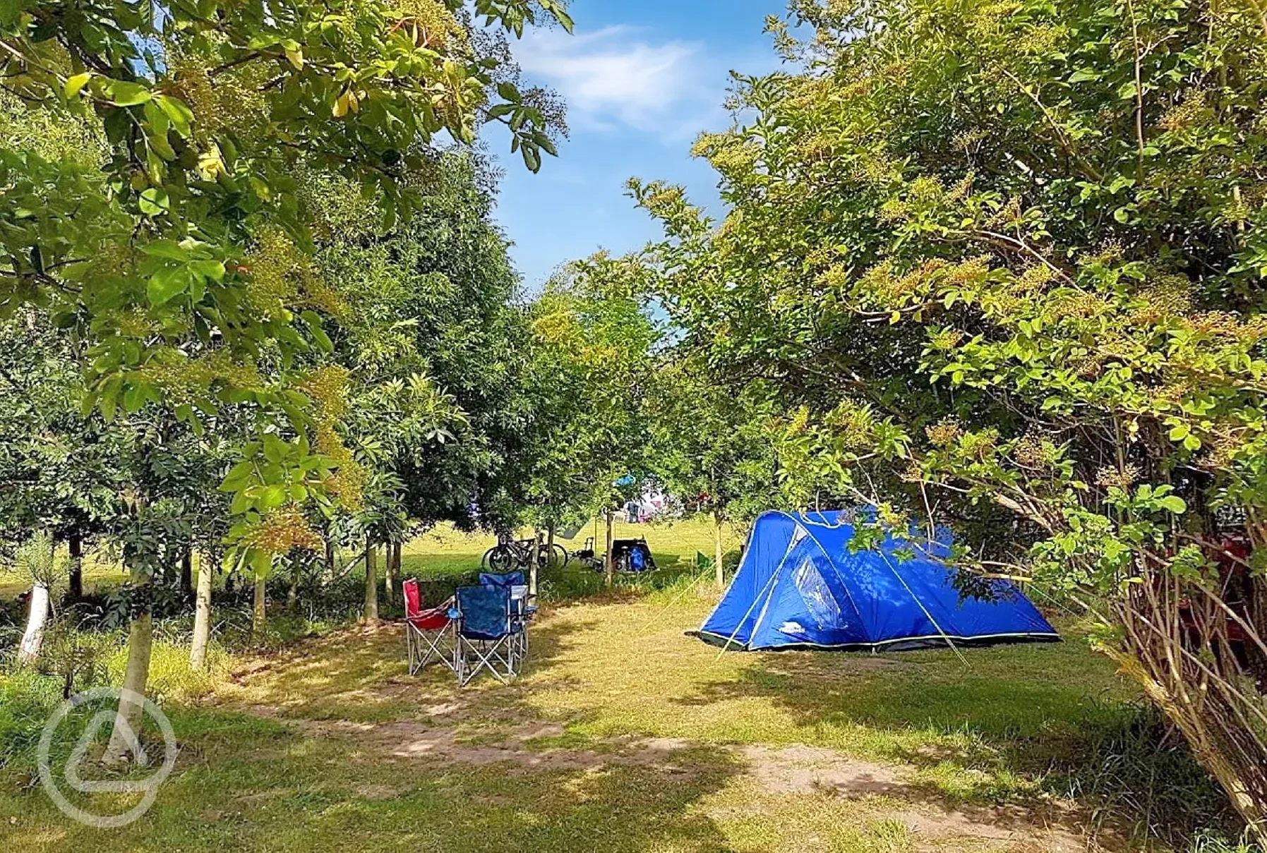 Electric grass pitches with 16 amp hook up for tents and small campervans