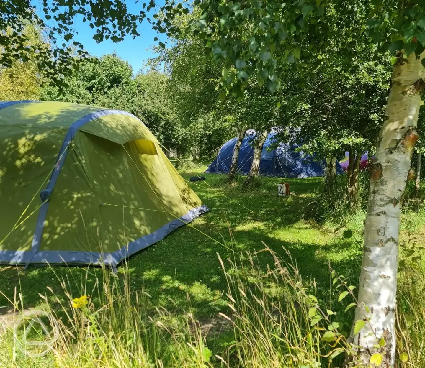 Electric grass pitches with 16 amp hook up for tents and small campervans