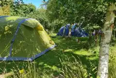 Electric grass pitches with 16 amp hook up for tents and small campervans