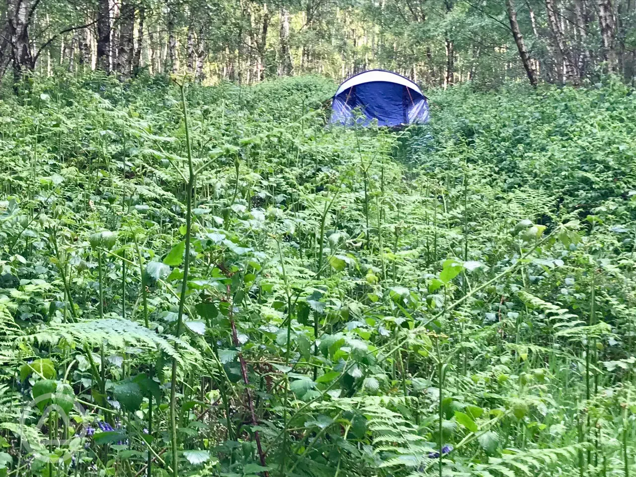 Faraway tent pitches