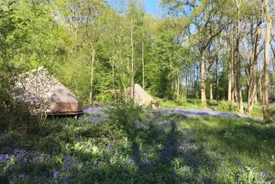 Wild Boar Wood Campsite Wild Boar Wood Campsite