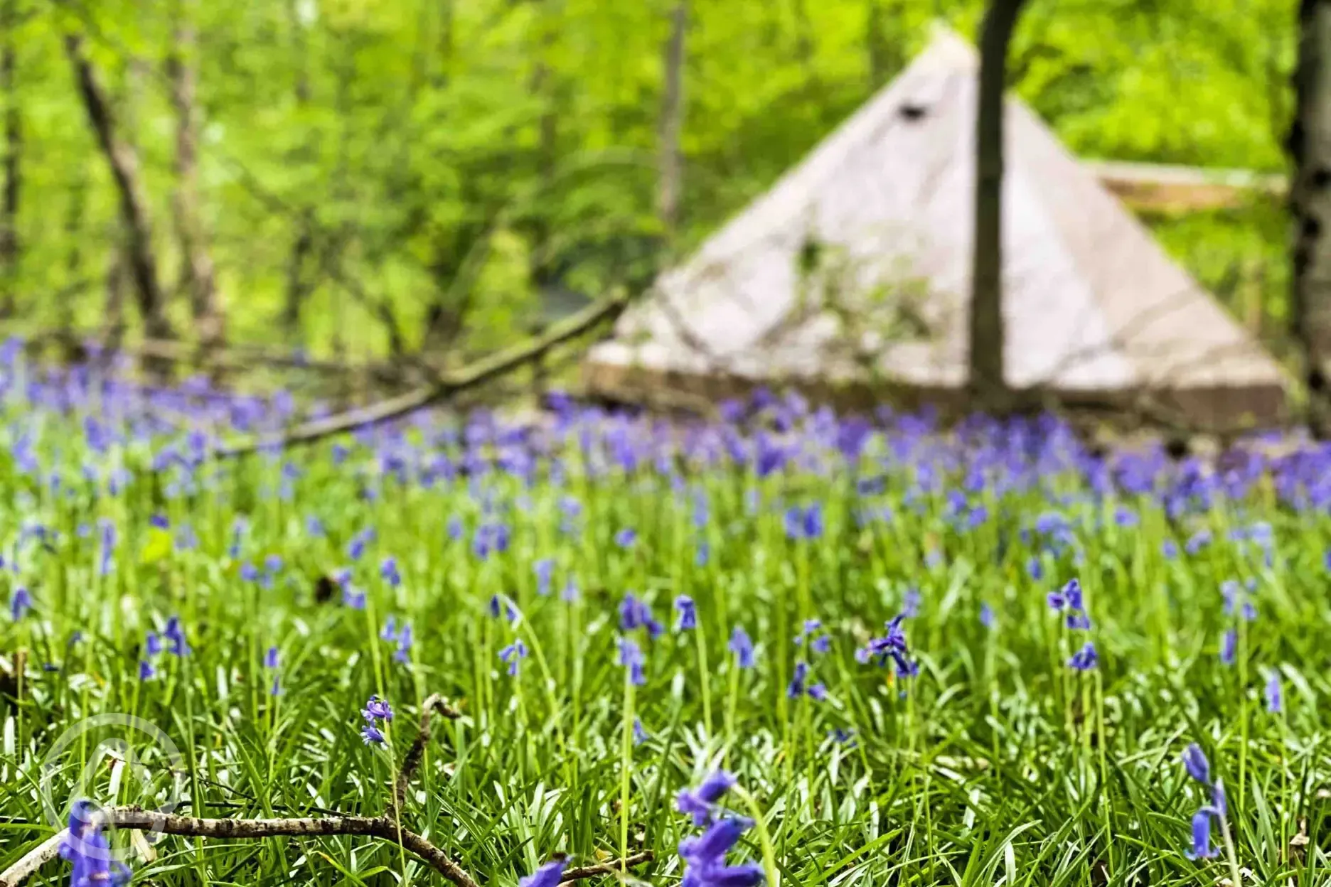 Bluebells and bell tents