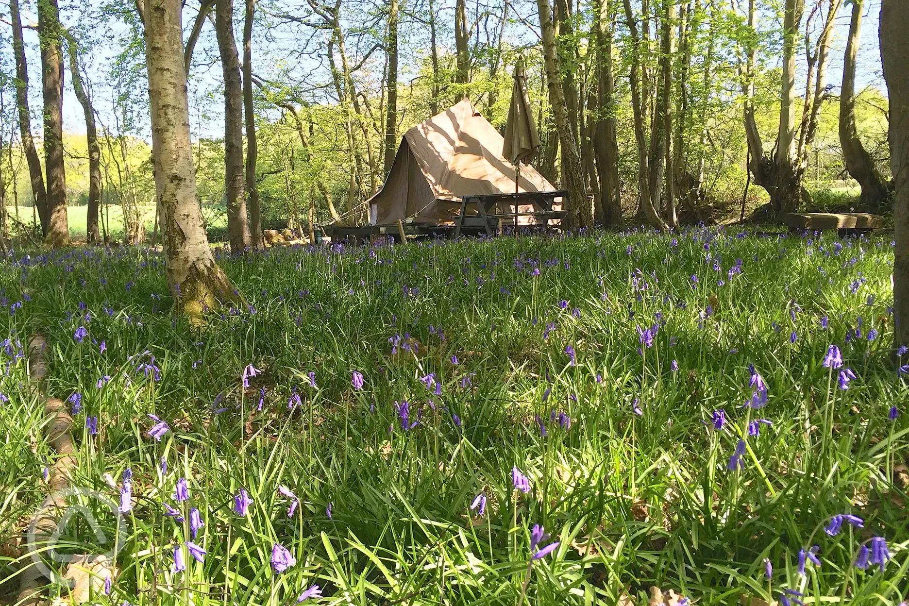 Bell tent and bluebells