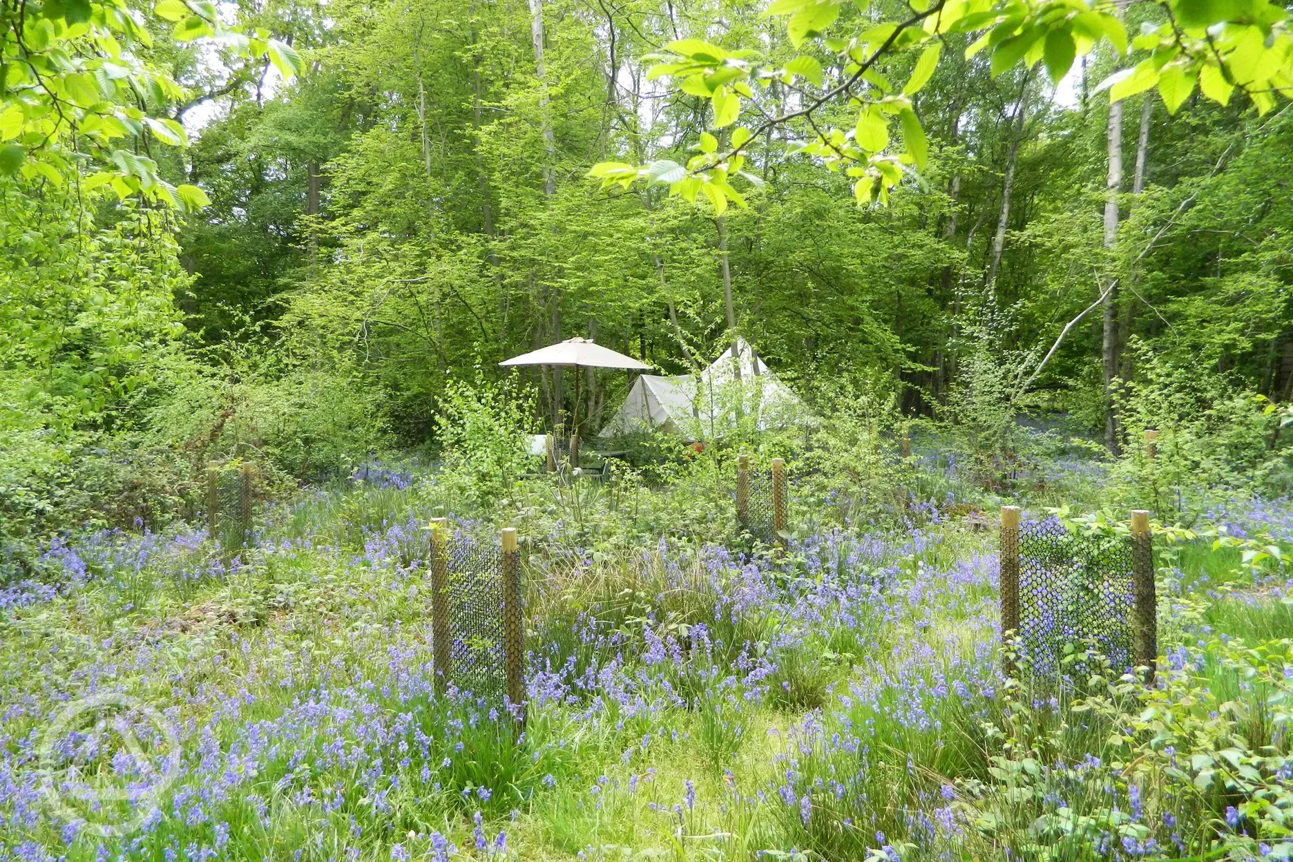 Bell tent in the bluebells