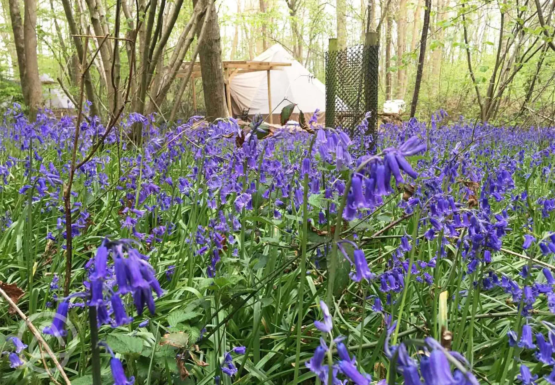 Bell tent surrounded by Bluebells