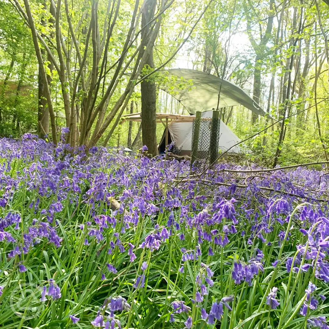 Wild glamping bell tent in the bluebells 