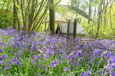 Wild glamping bell tent in the bluebells 