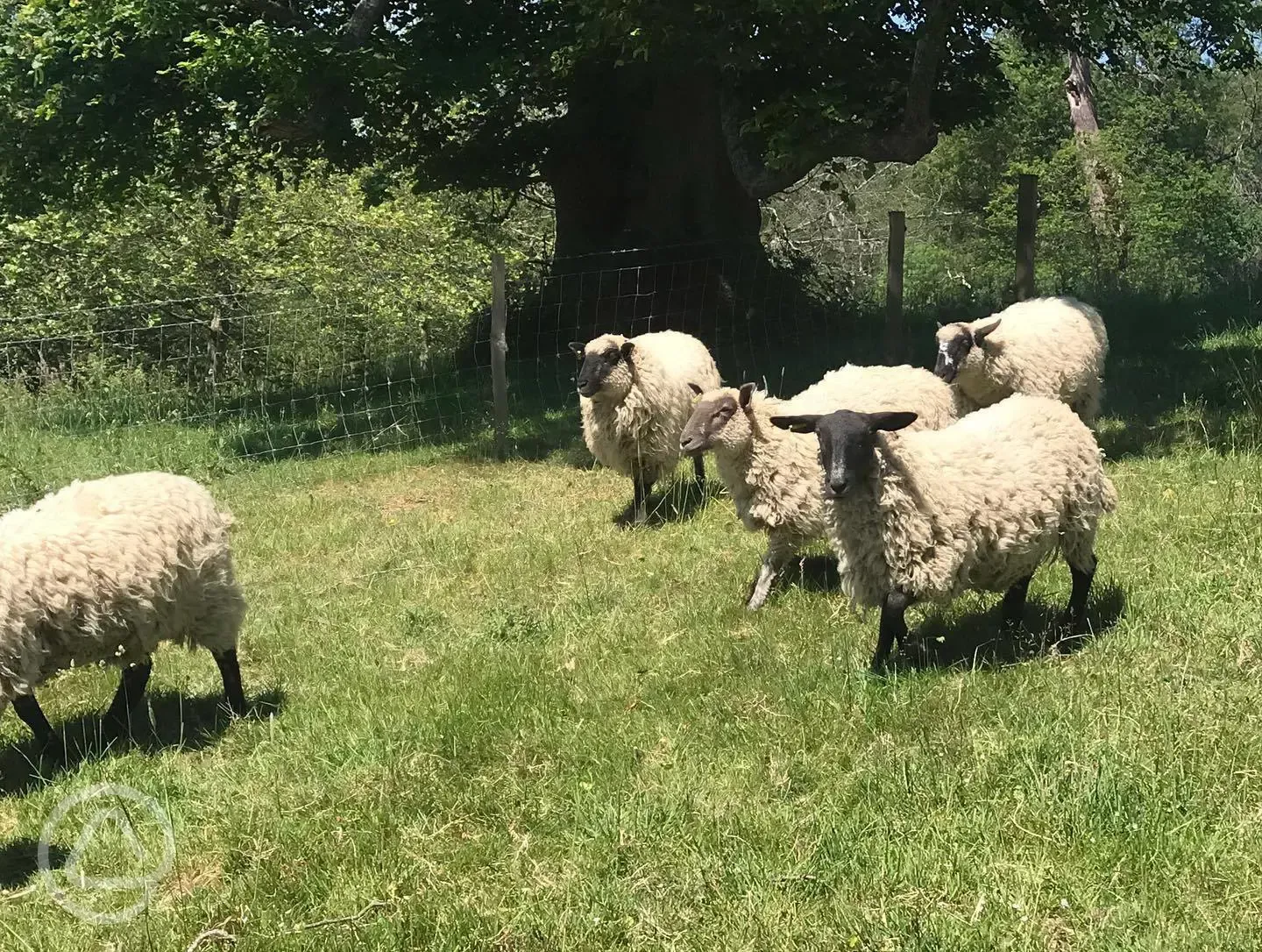 Sheep on the farm