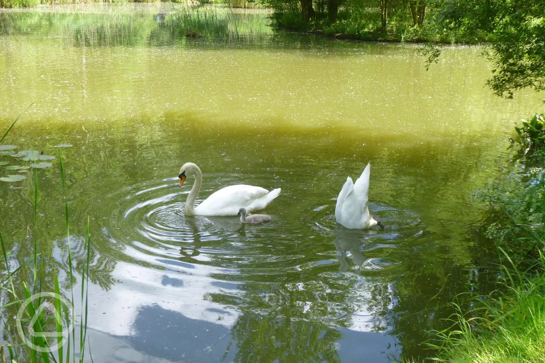 Swans in Fishery