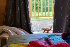 Camping pod interior with local wildlife