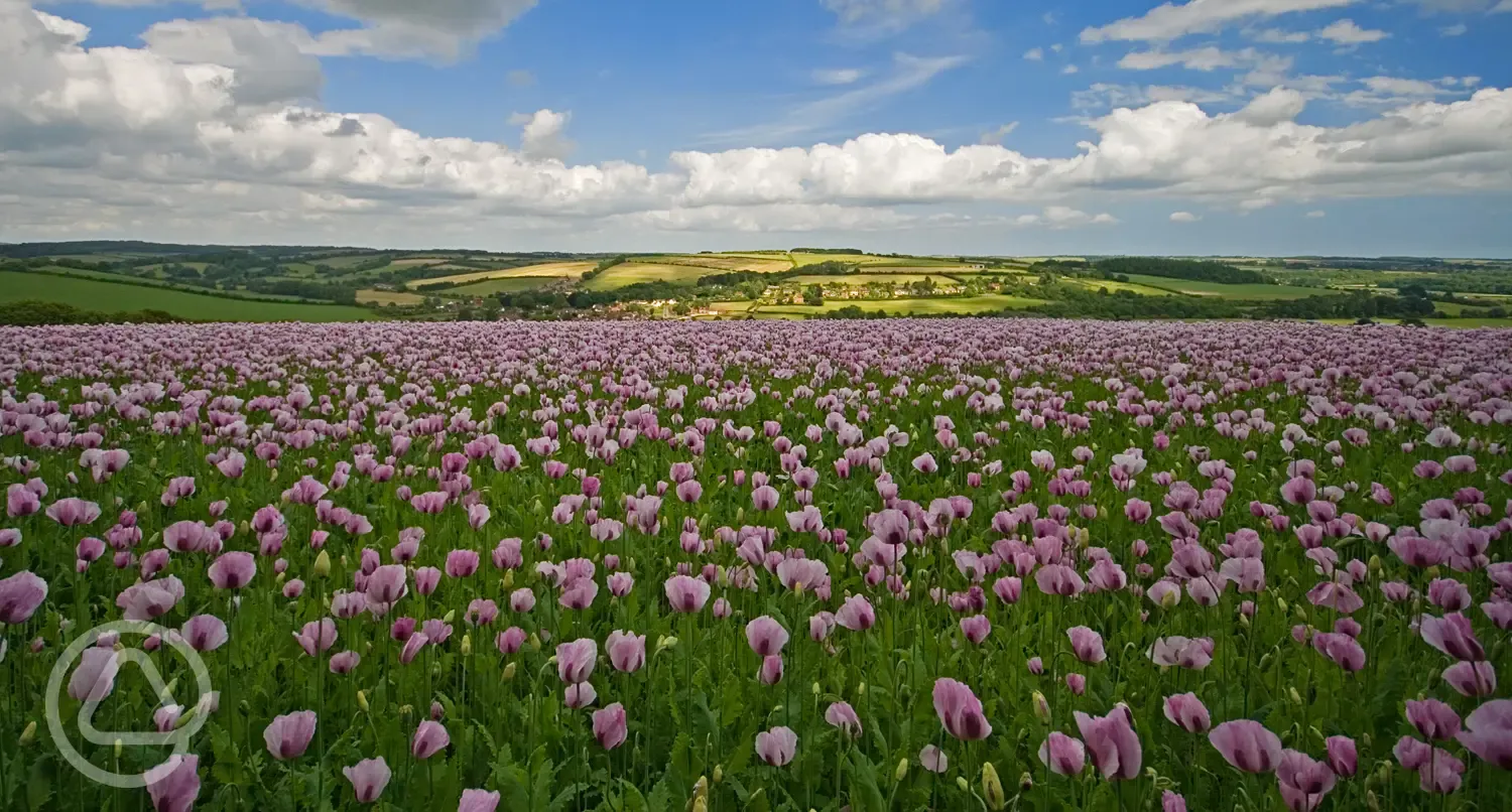 Dorset poppyfield