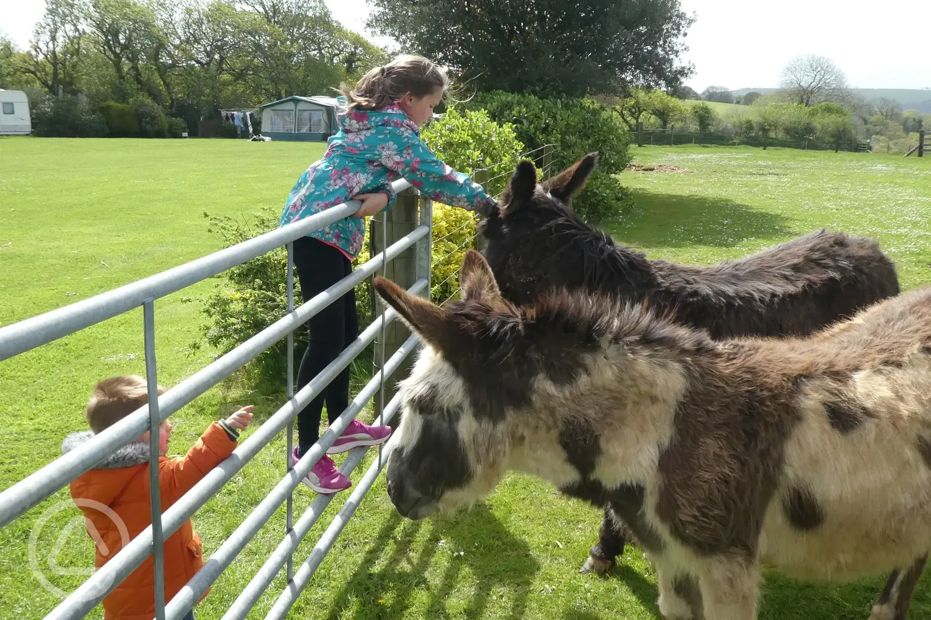 Children feeding donkeys