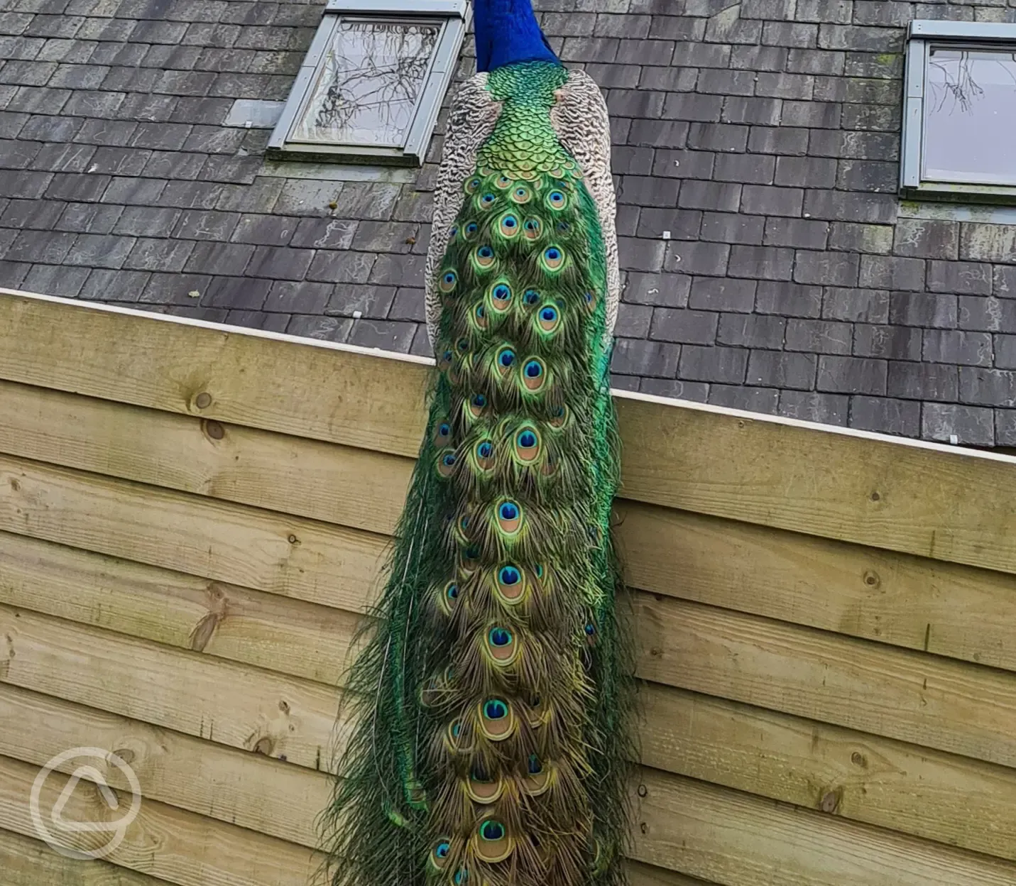 Peacock