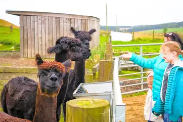 Onsite petting farm with alpacas, goats, Shetland ponies and more!