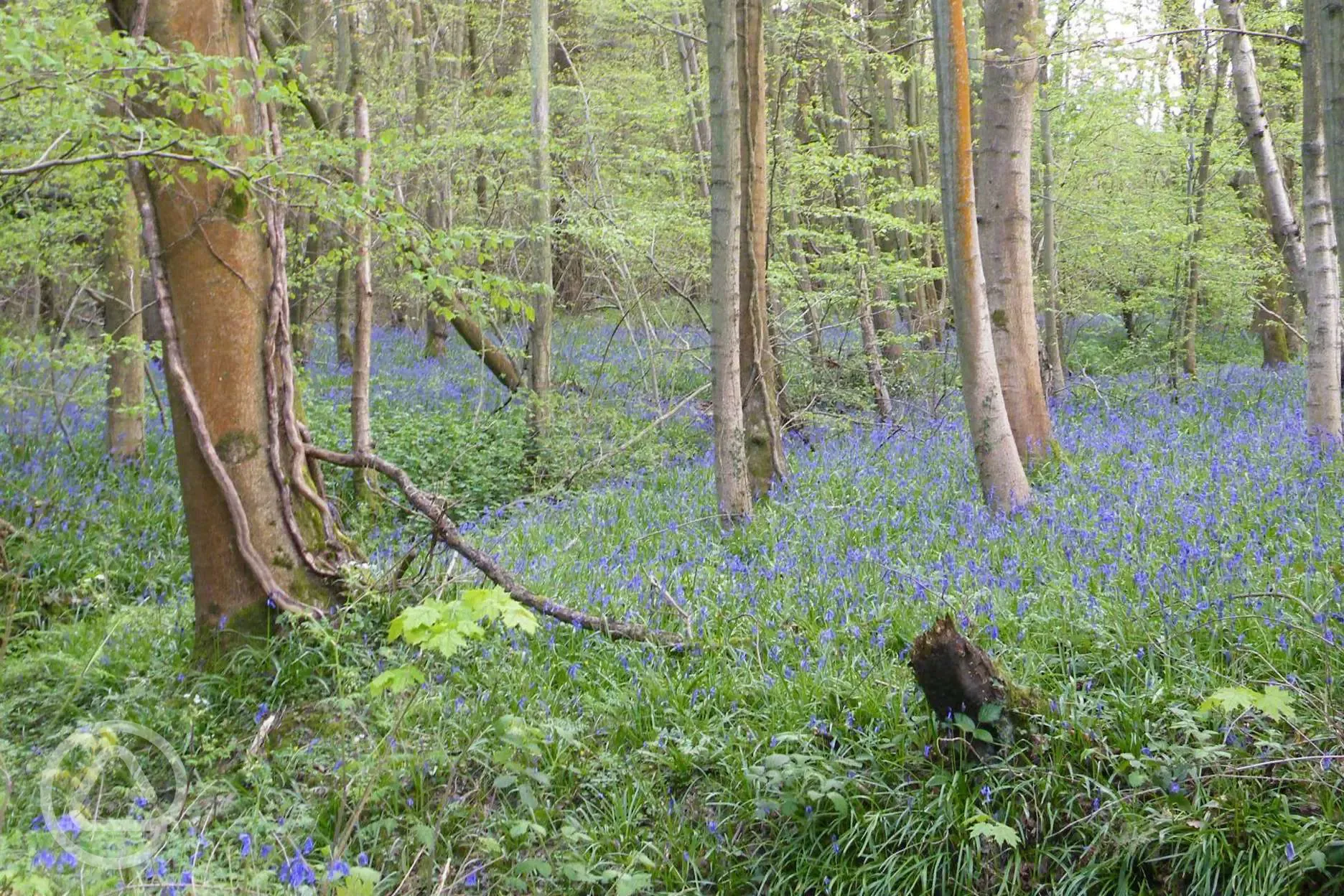 The 50 acres of woodland are filled with bluebells in the spring
