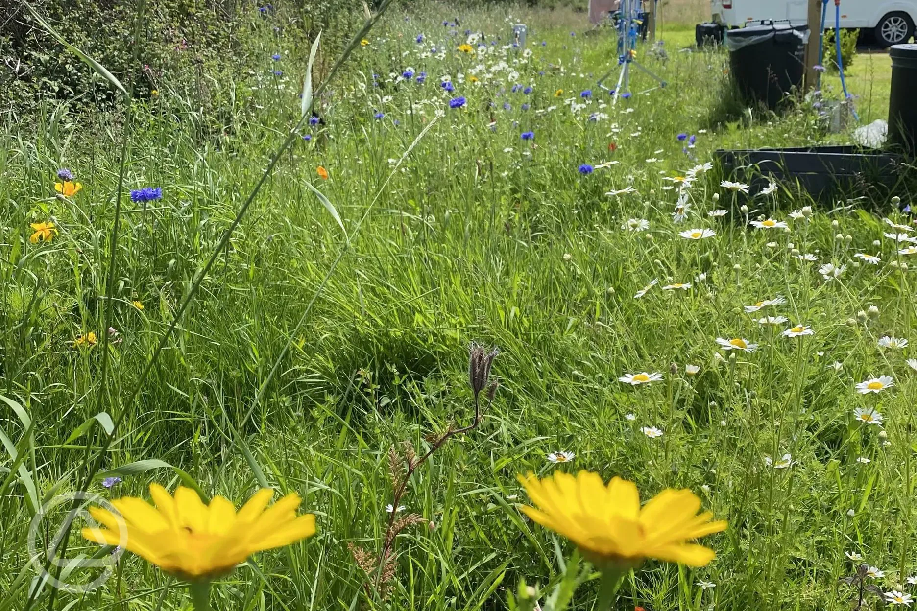 Wildflowers