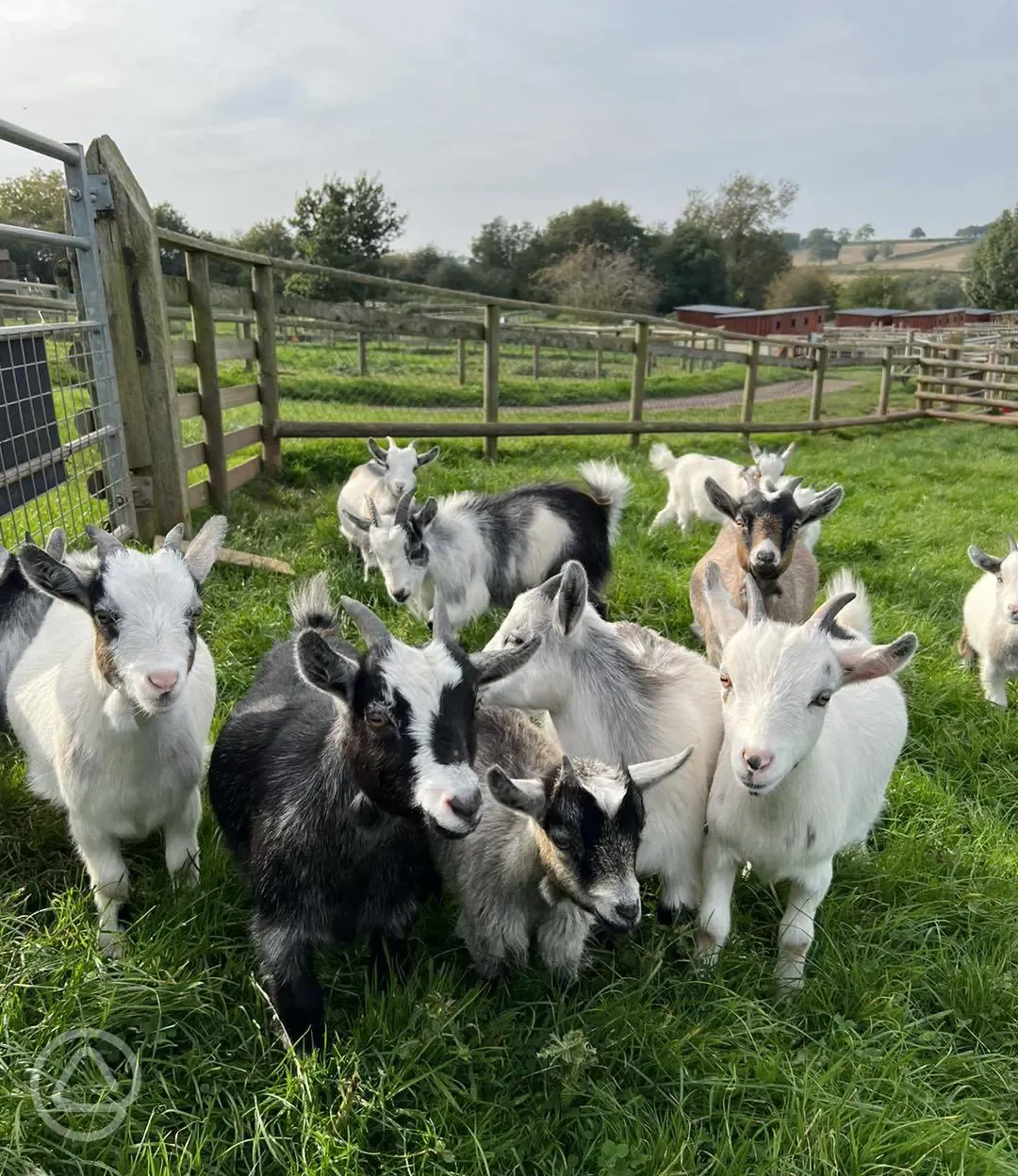 Hoar Park Farm Goats