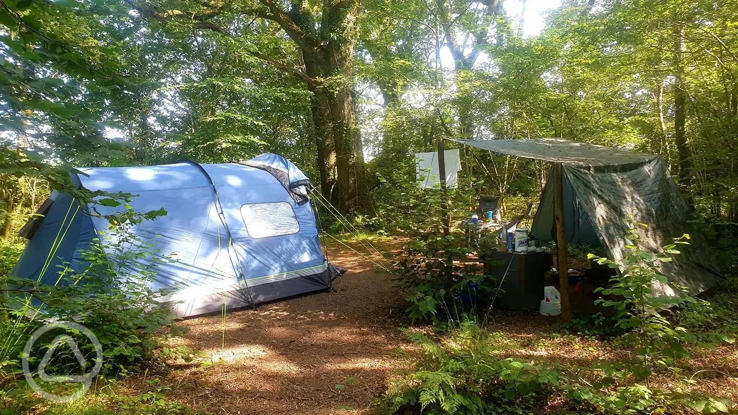 Tent in the woodland