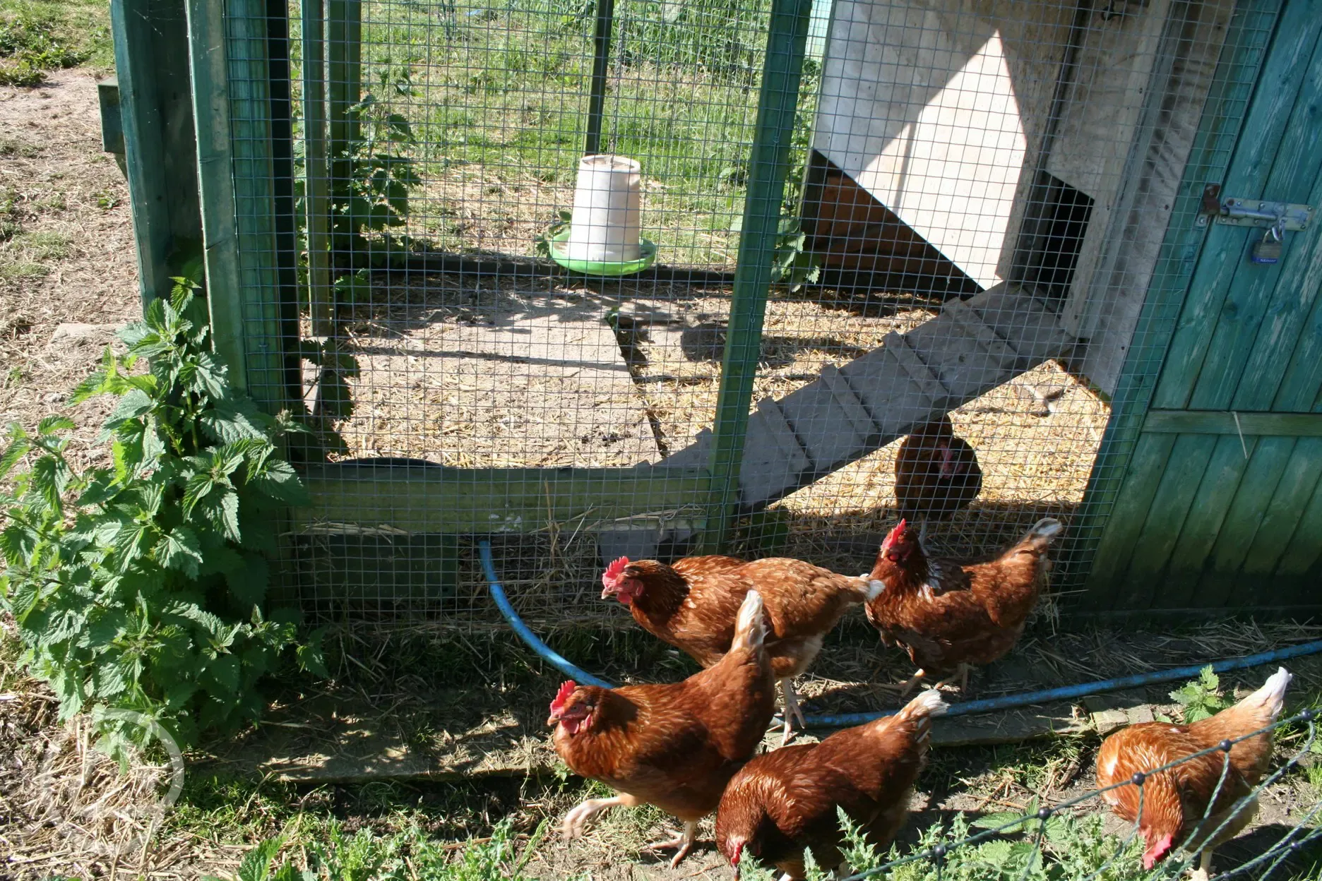 Onsite hens