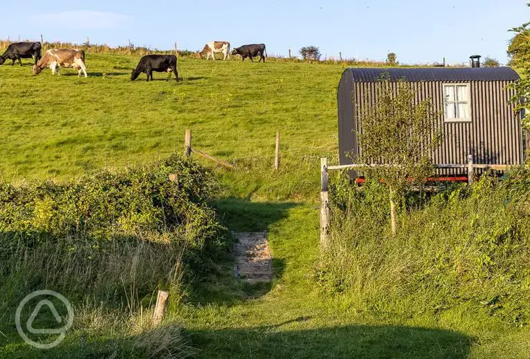 Shepherd's hut 